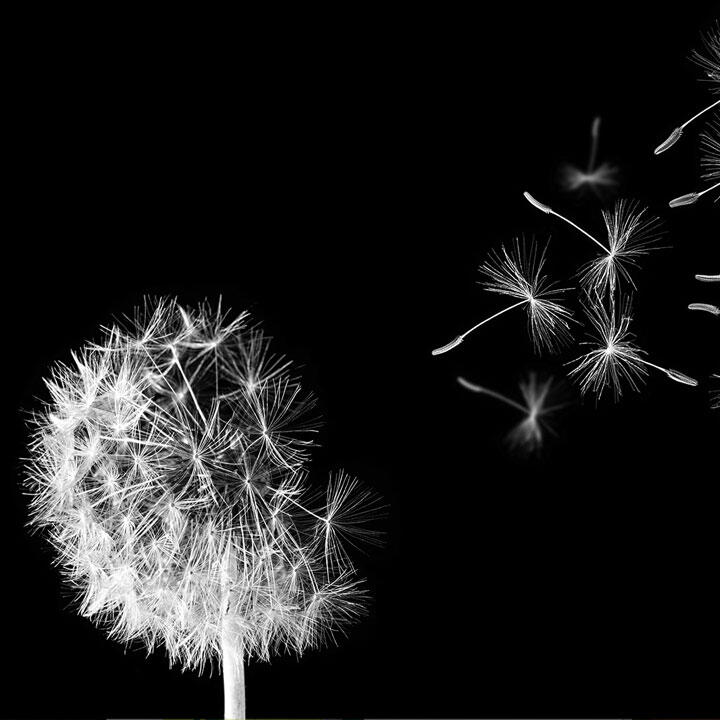 ske_la Image of a dandelion as a metaphor for change.